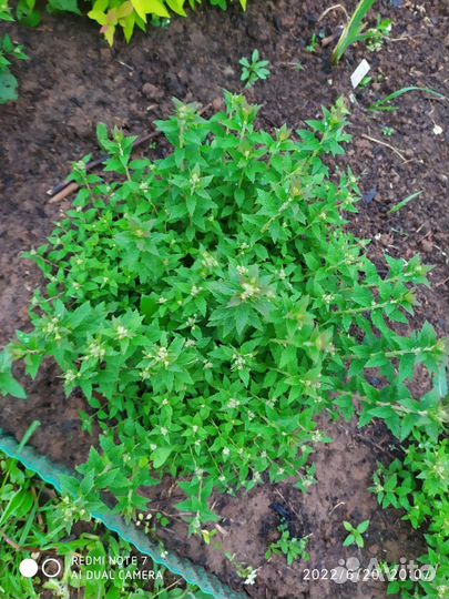 Спиреи, ива свердловская извилистая