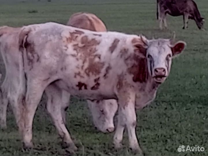 Корова с теленком