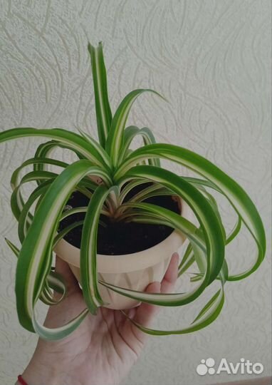 Хлорофитум кудрявый