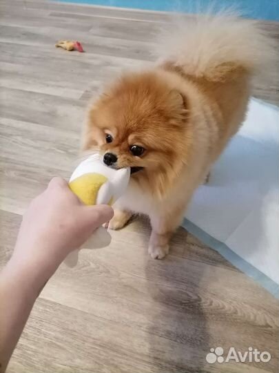 Передержка домашних животных