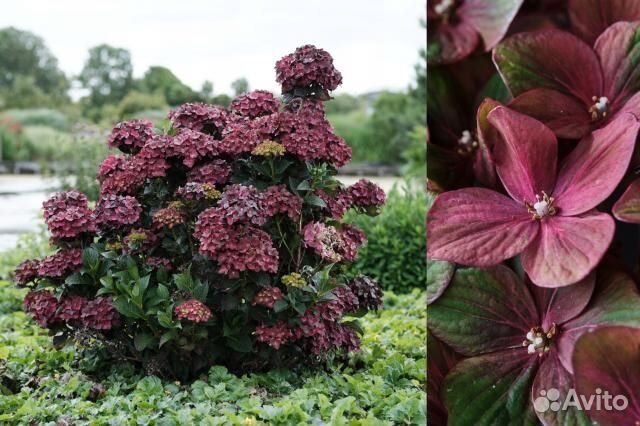 Гортензия крупнолистная Magical Chocolate саженцы