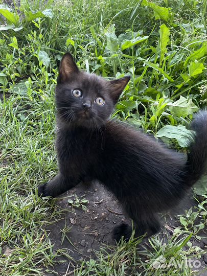 Котики в добрые руки