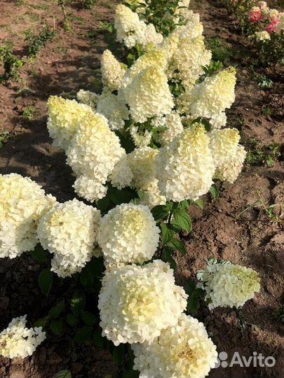 Гортензия метельчетая грандифлора