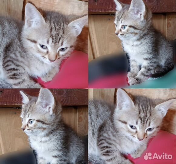 Котята бесплатно