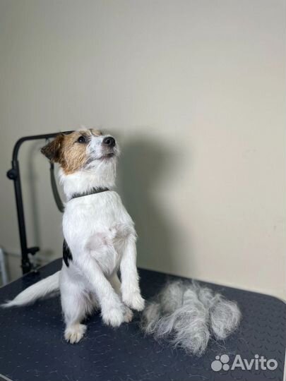 Груминг стрижка собак и кошек