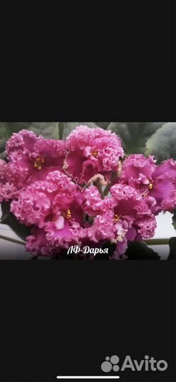 Детки сортовых фиалок