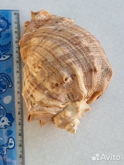 Ракушка морская большая