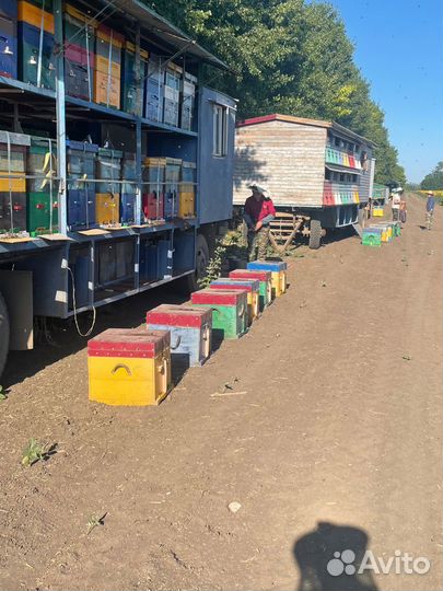 Мед сбор 2024