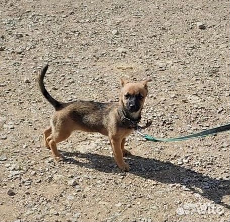 Щенок от маленькой собаки