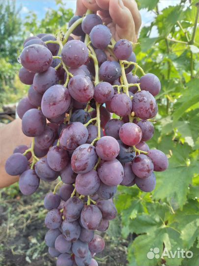 Виноград ягоды,черенки и Саженцы