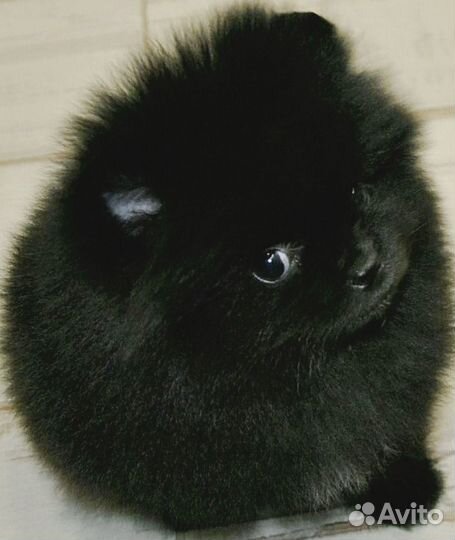 Померанский шпиц