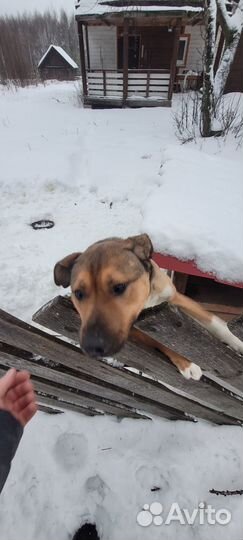 Отдам в добрые руки