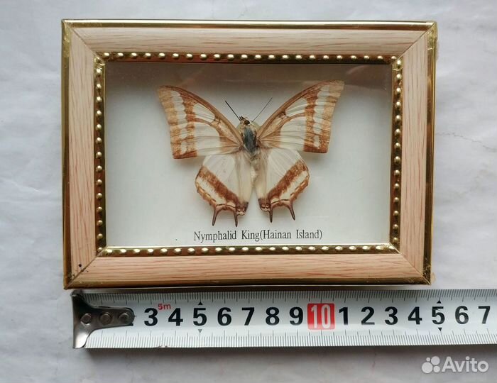 Бабочка в рамке под стеклом Nymphalid King 15х10см