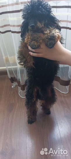 Той-пудель (вязка)