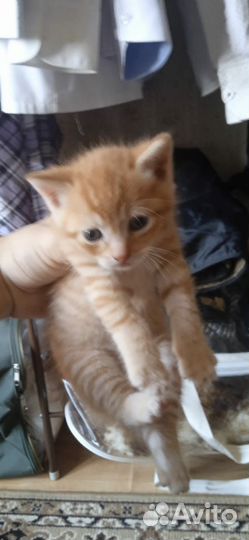 Отдаем котят в добрые руки
