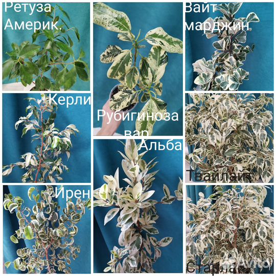 Сортовые фикусы и чёрный замиокулькас на срез