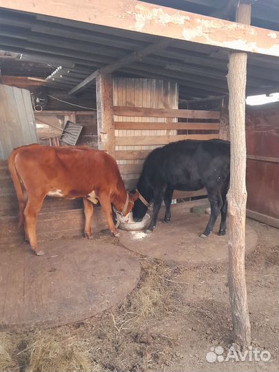 Телята телочки