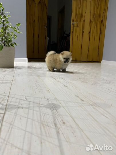 Щенки шпица