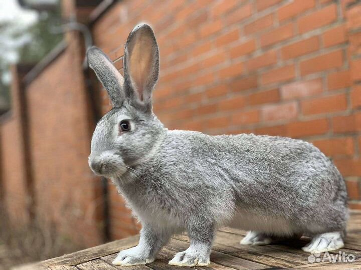 Кролик самец