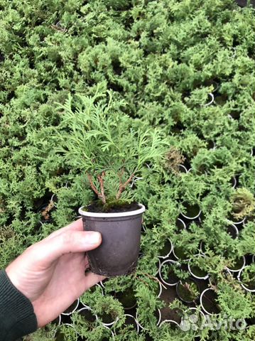 Туя шаровидная Миниатюрная