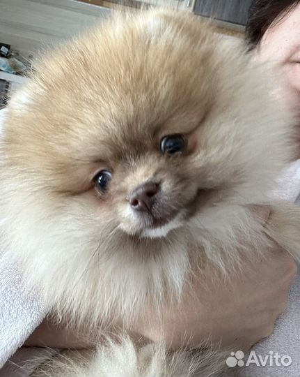 Померанский шпиц девочка
