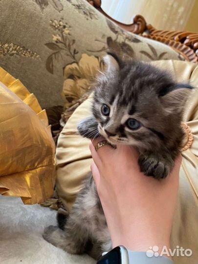 Котята в дар