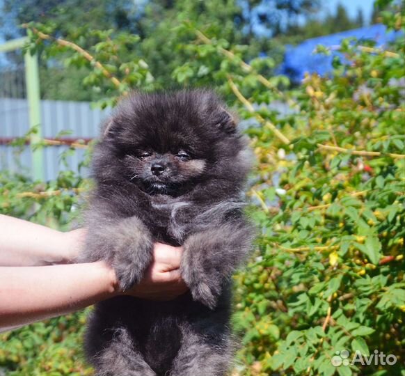 Померанский шпиц