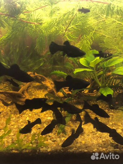 Молинезии,растения и др