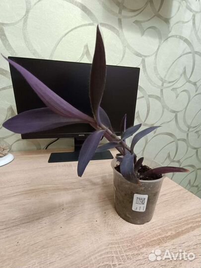 Сеткреазия пурпурная