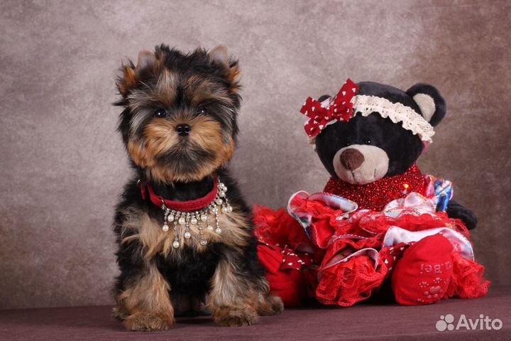 Йоркширская мелкая красотка Клеопатра РКФ