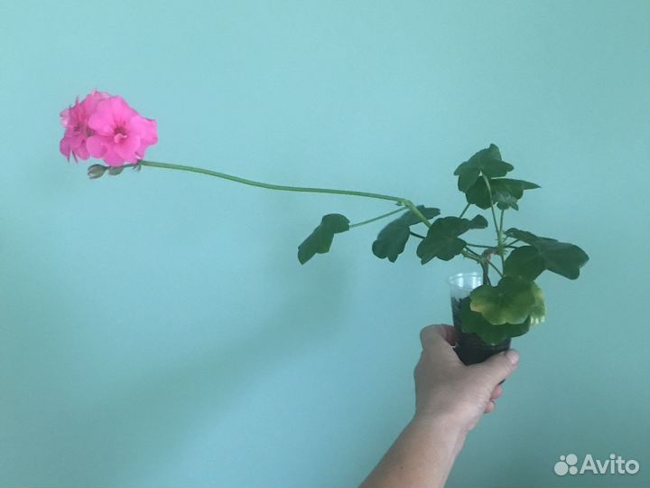 Пеларгония герань