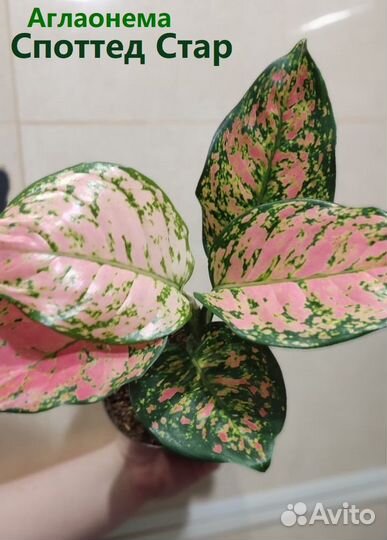 Сансевиерия Фернвуд Микадо