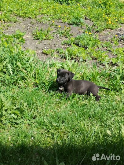 Смесь с питбулем отдам в добрые руки
