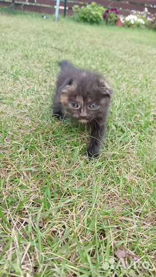 Котята в добрые руки даром