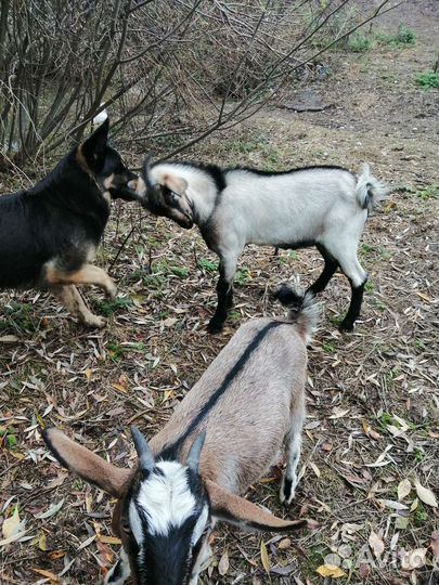 Козёл для вязки