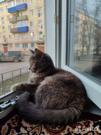 Кошечка в добрые руки