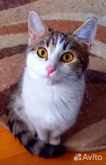 Кошечка Нора 4 мес