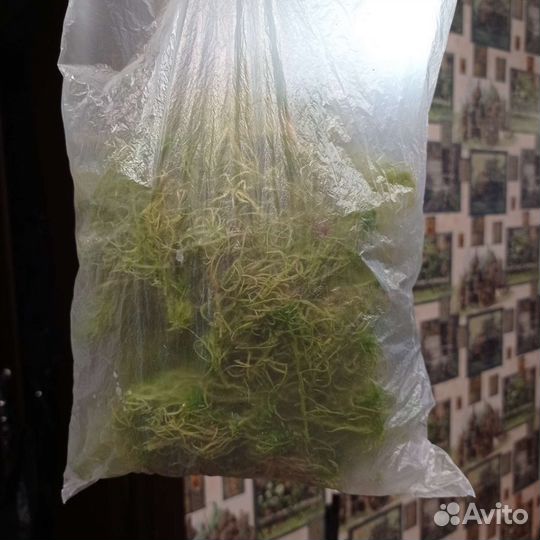 Мох сфагнум живой, кора