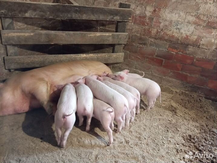 Поросята ландрас