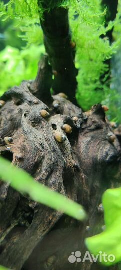 Аквариумные улитки Мелании