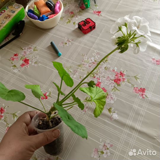 Комнатные цветы