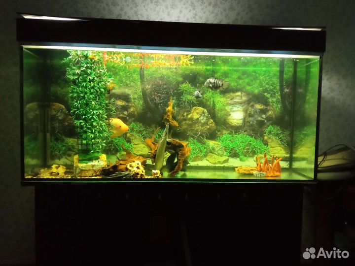 Макроцимбел