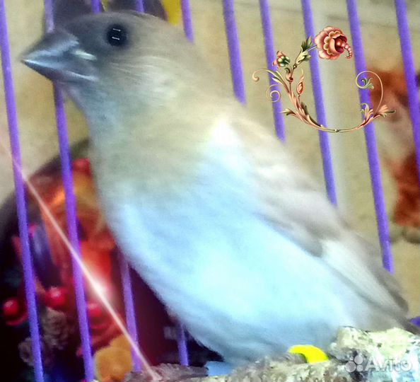 Зебровые и японские амадины