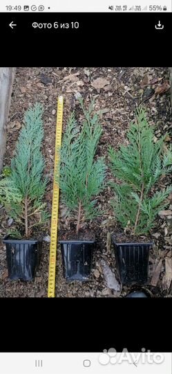 Хвойные растения