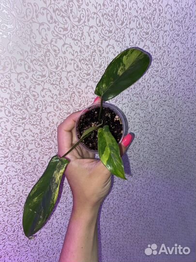 Филодендрон Magic Mask