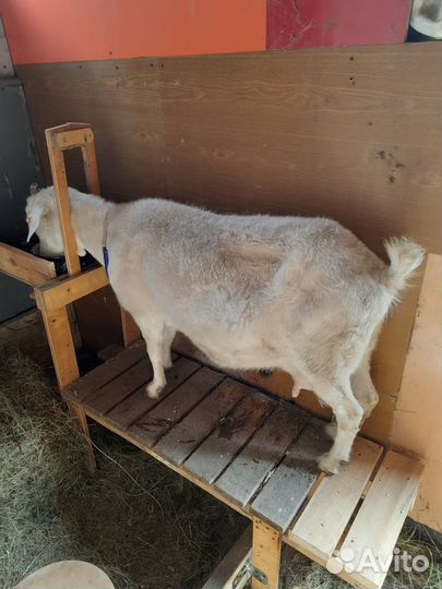 Продам козу, козочку, козла, на молоко,мясо