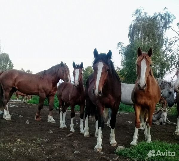 Лошадь жеребята