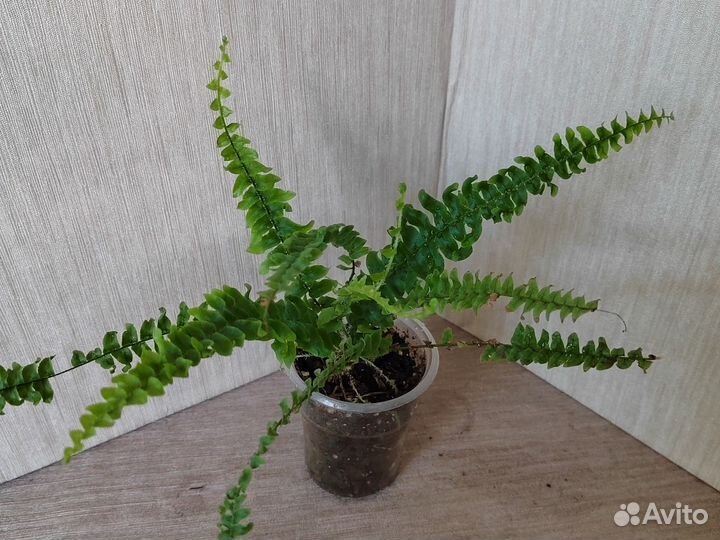 Комнатные цветы