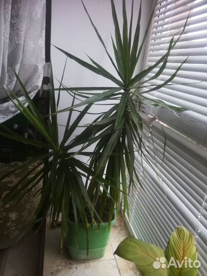 Цветы комнатные