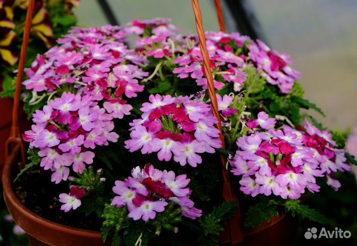 Растения для сада